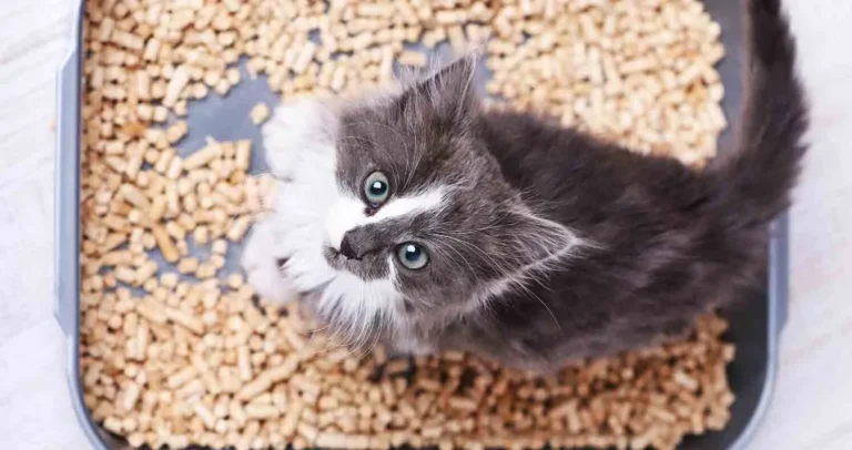 Okocat Litter: A Complete Guide to Natural, Eco-Friendly Cat Care